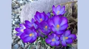 Gaia Massage & Yoga