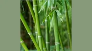 Norfolk Acupuncture