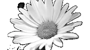 Caf Of Life Chiropractic