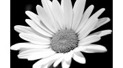 Caf Of Life Chiropractic - Stapleton